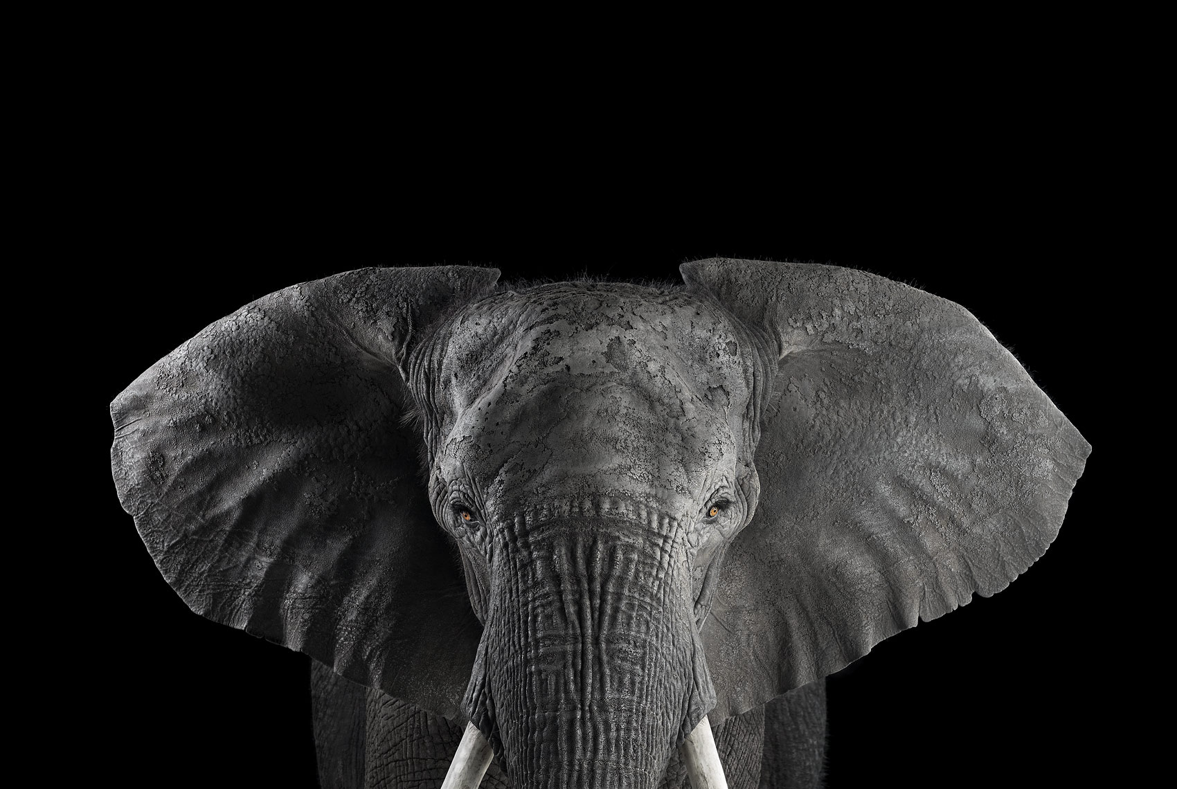 African elephant portrait by wildlife photographer Brad Wilson