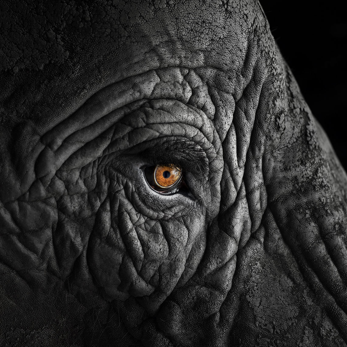 African elephant close up portrait by animal photographer Brad Wilson