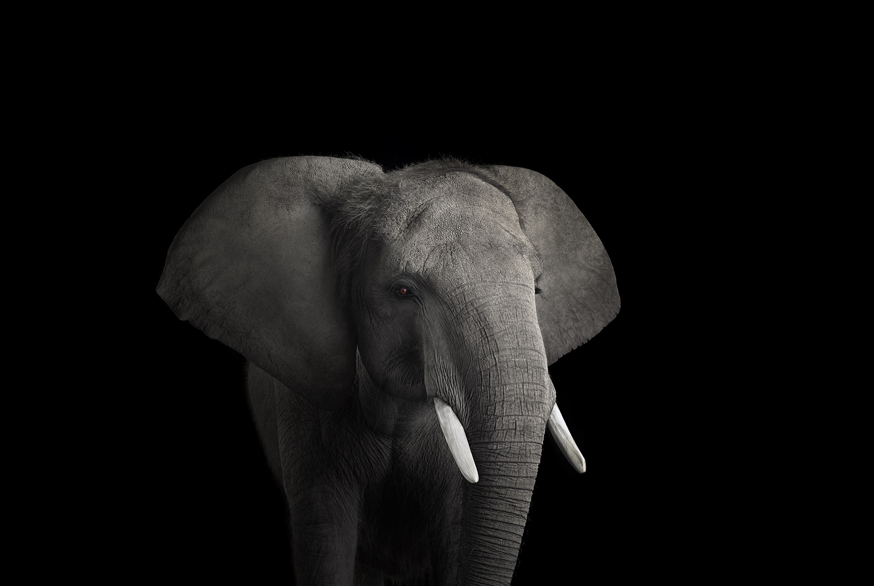 Young African elephant studio portrait by wildlife photographer Brad Wilson