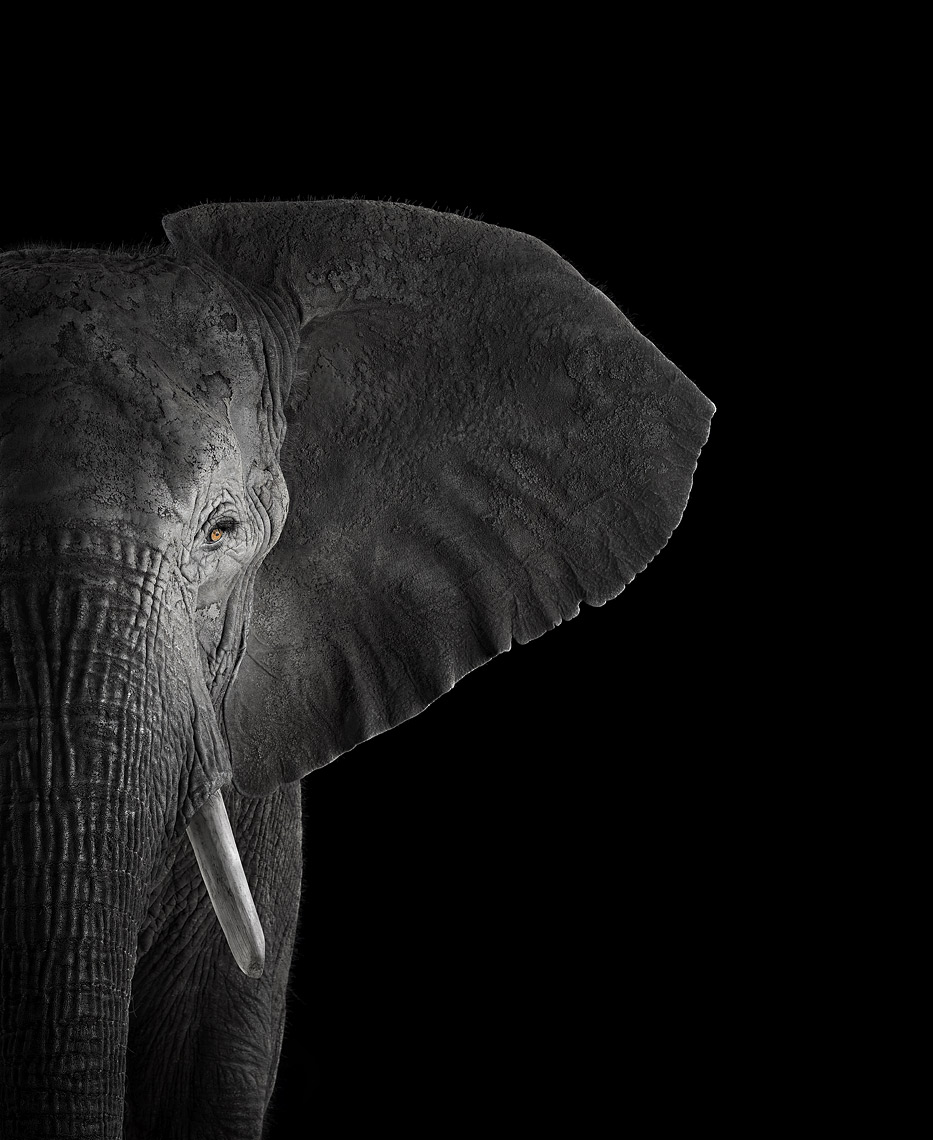 African elephant frontal studio portrait by animal photographer Brad Wilson