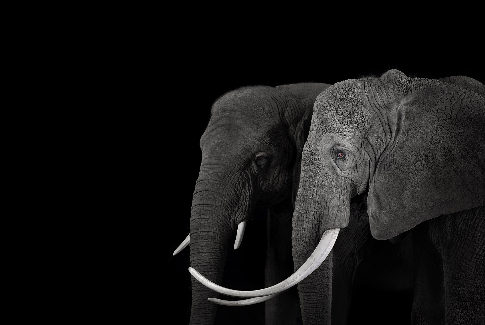 African elephants profile portrait by wildlife photographer Brad Wilson