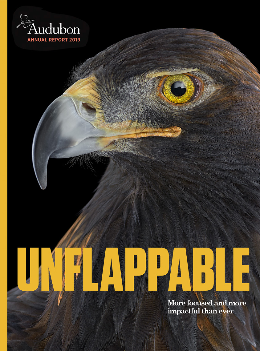 Audubon annual report cover by animal photographer Brad Wilson