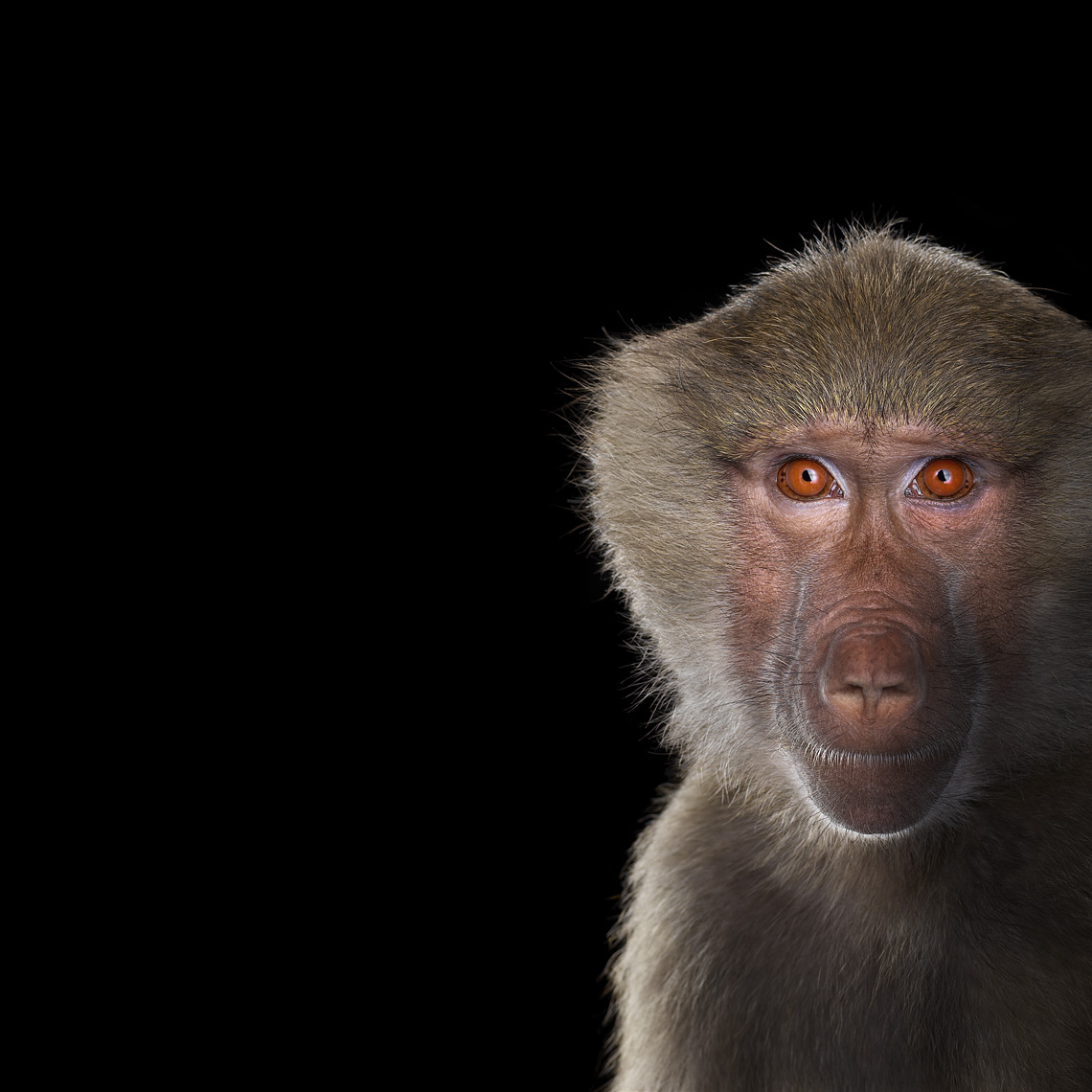 Baboon studio portrait by animal photographer Brad Wilson