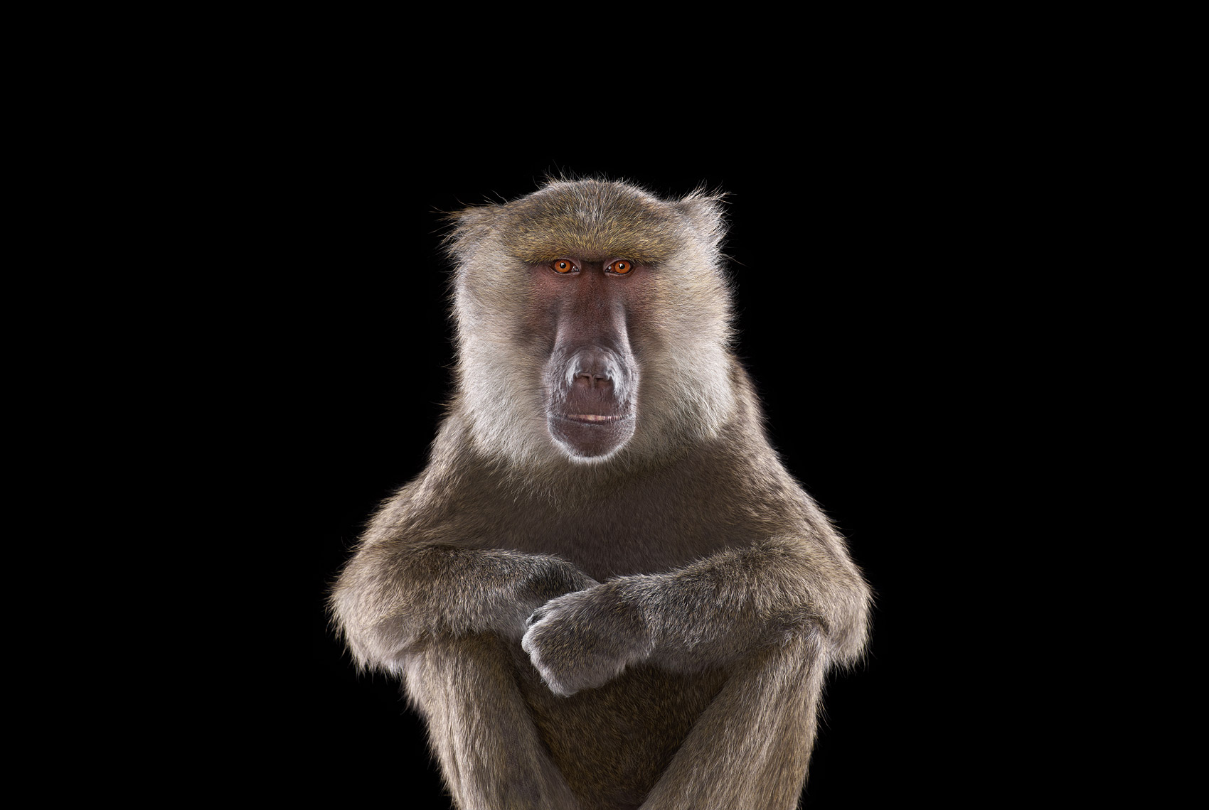 Baboon frontal studio portrait by animal photographer Brad Wilson