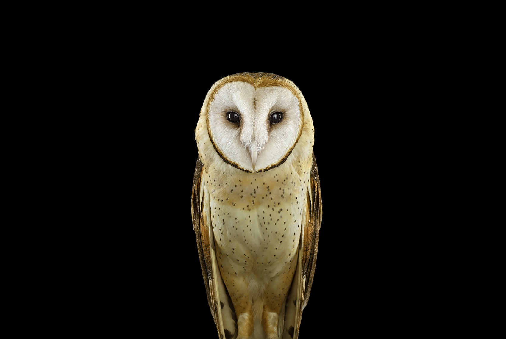 Barn owl portrait by fine art wildlife photographer Brad Wilson