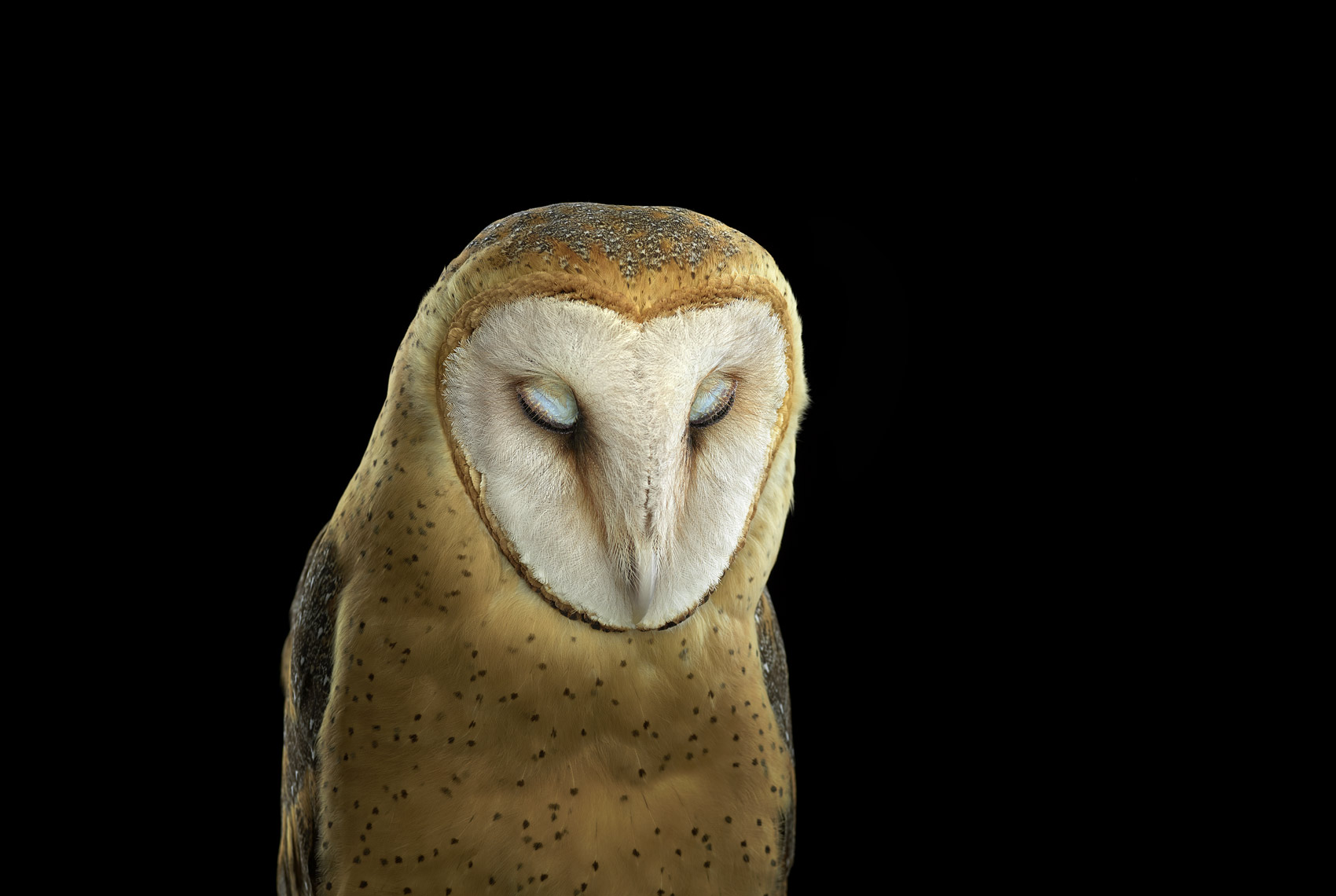 Barn owl with eyes closed by fine art wildlife photographer Brad Wilson