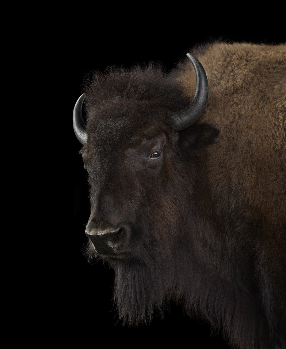 Bison frontal portrait by wildlife photographer Brad Wilson