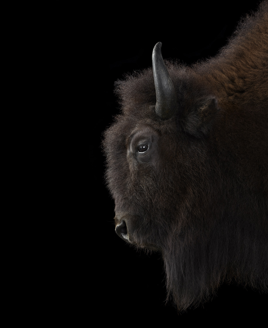Bison profile portrait by wildlife photographer Brad Wilson