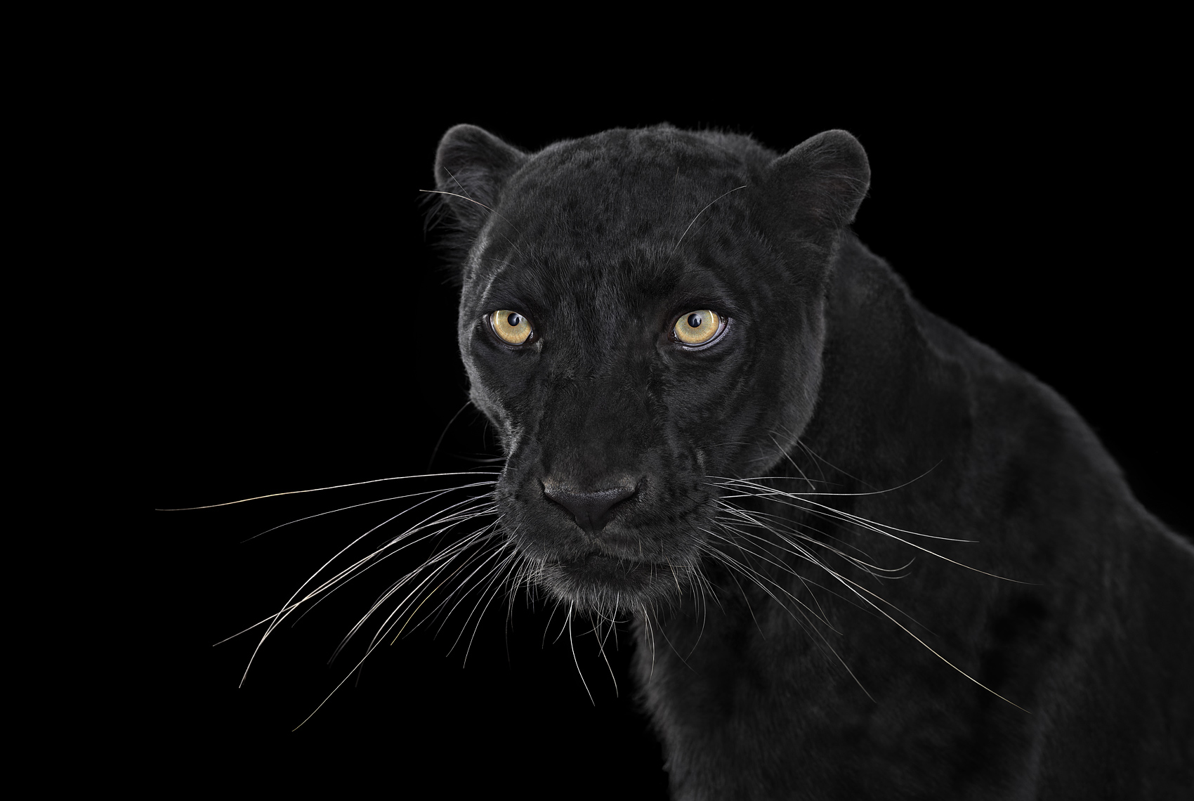 Black panther frontal studio portrait by animal photographer Brad Wilson