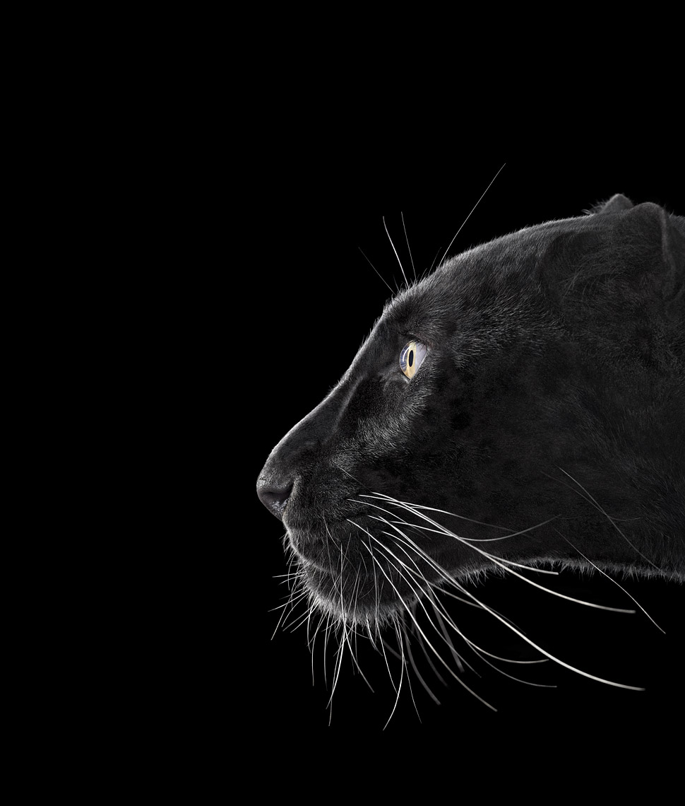 Black panther profile portrait by wildlife photographer Brad Wilson