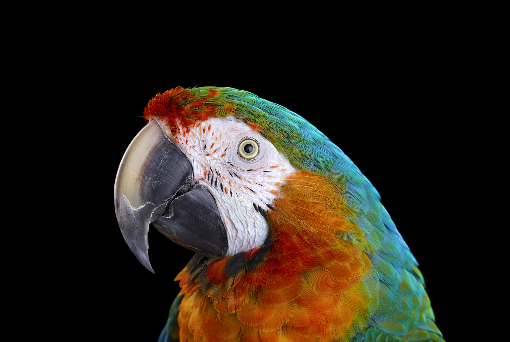 Catalina macaw studio portrait by fine art animal photographer Brad Wilson