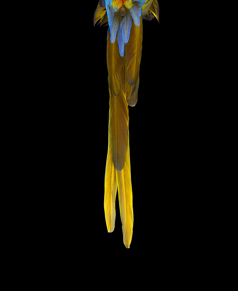 Catalina macaw tail feathers by fine art animal photographer Brad Wilson