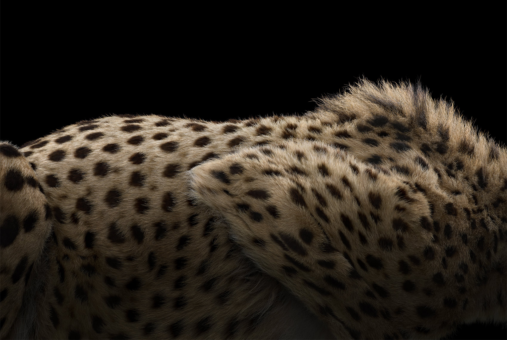 Cheetah fur by fine art animal photographer Brad Wilson