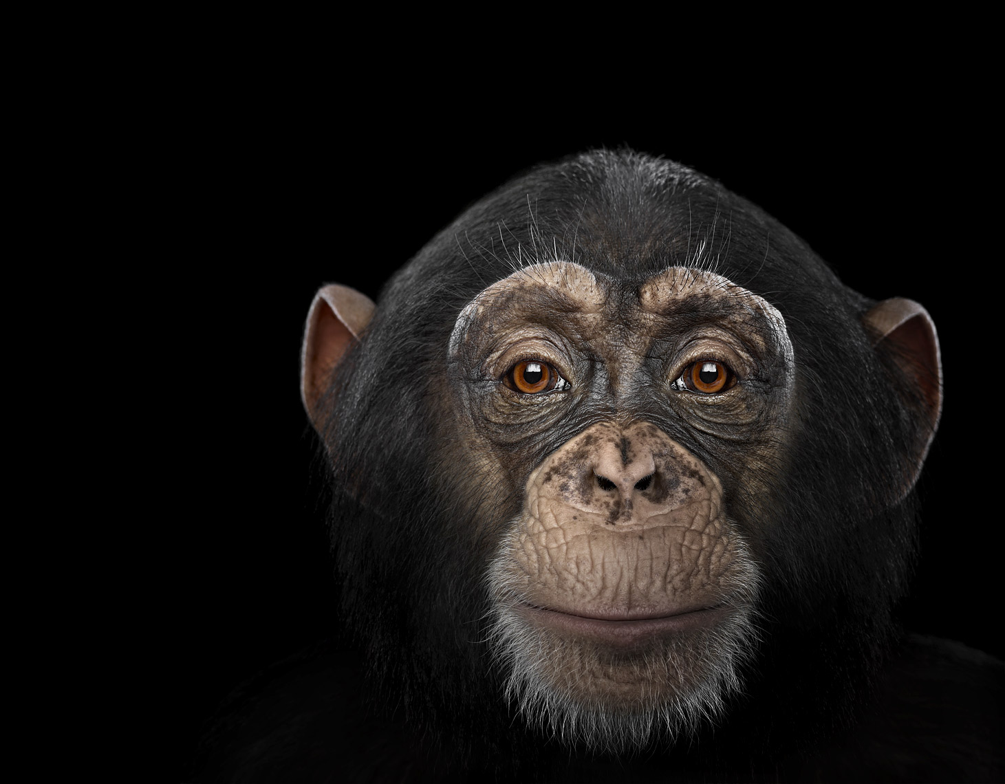Chimpanzee dramatic frontal portrait by wildlife photographer Brad Wilson