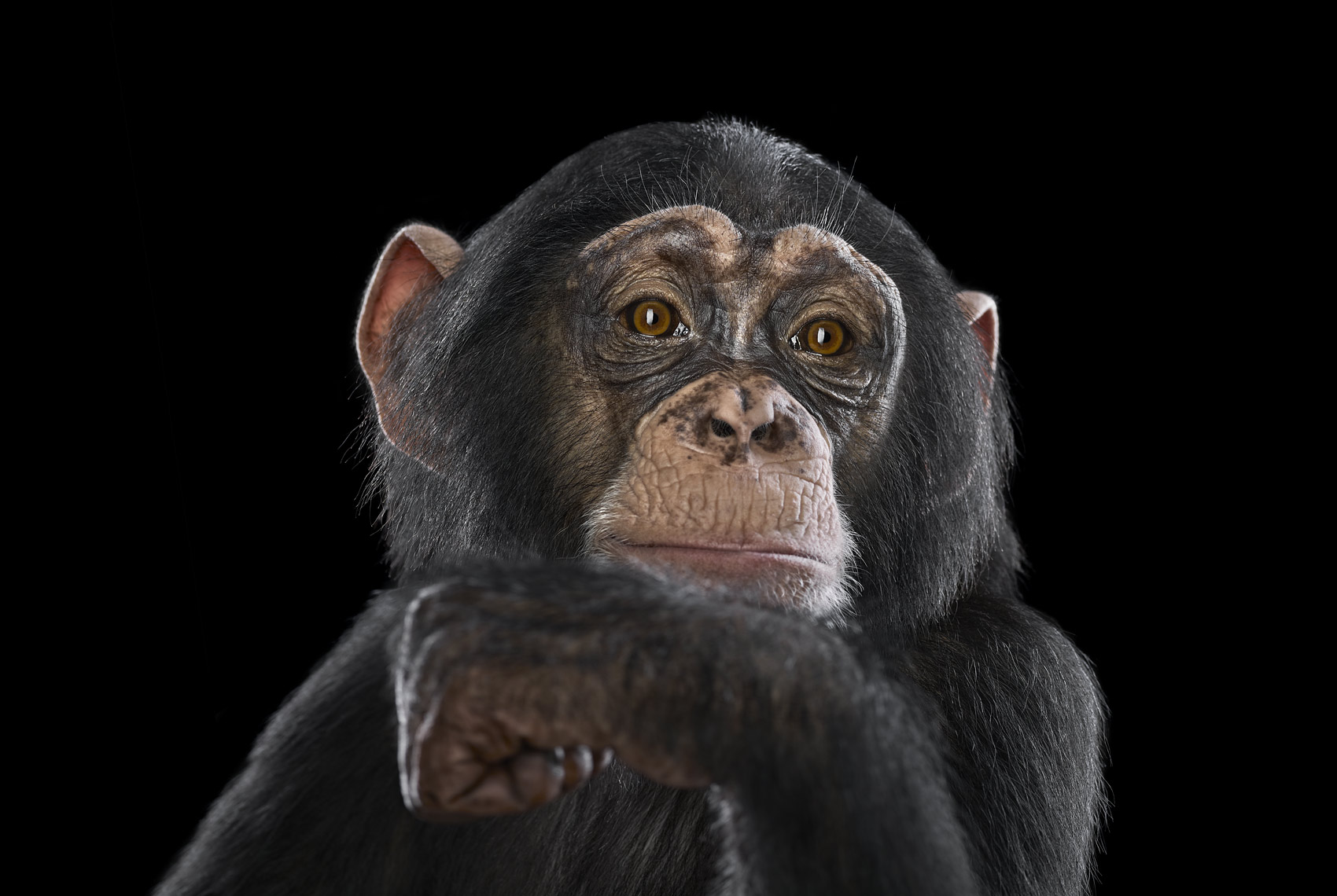 Chimpanzee pensive portrait by wildlife photographer Brad Wilson