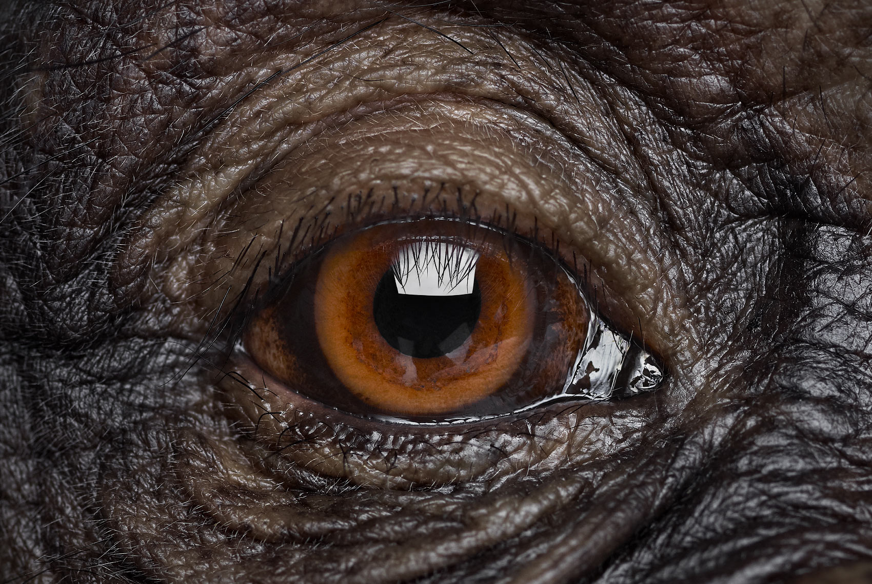 Chimpanzee eye close up studio portrait by wildlife photographer Brad Wilson