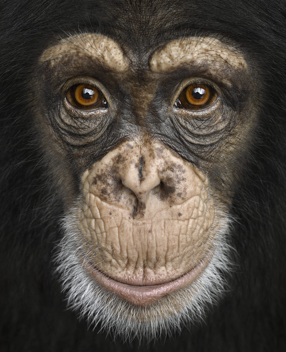 Chimpanzee close up frontal portrait by wildlife photographer Brad Wilson