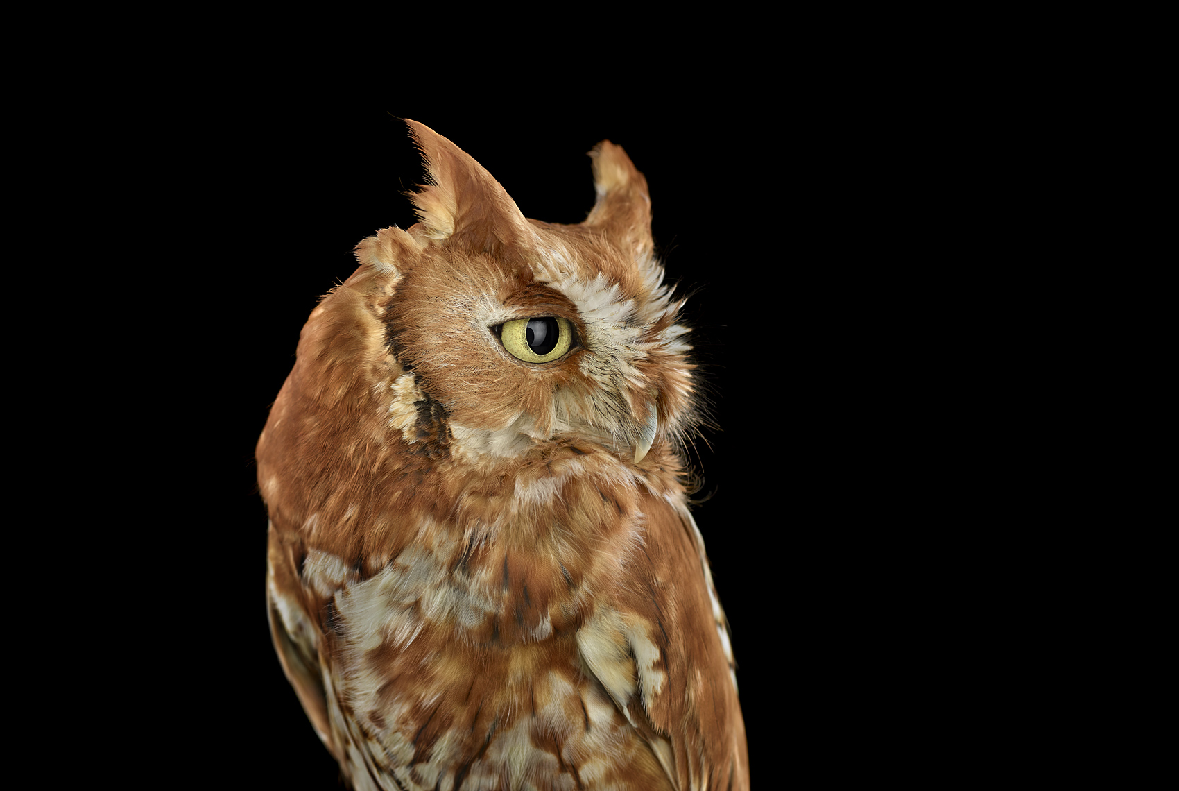 Eastern screech owl profile portrait by fine art wildlife photographer Brad Wilson