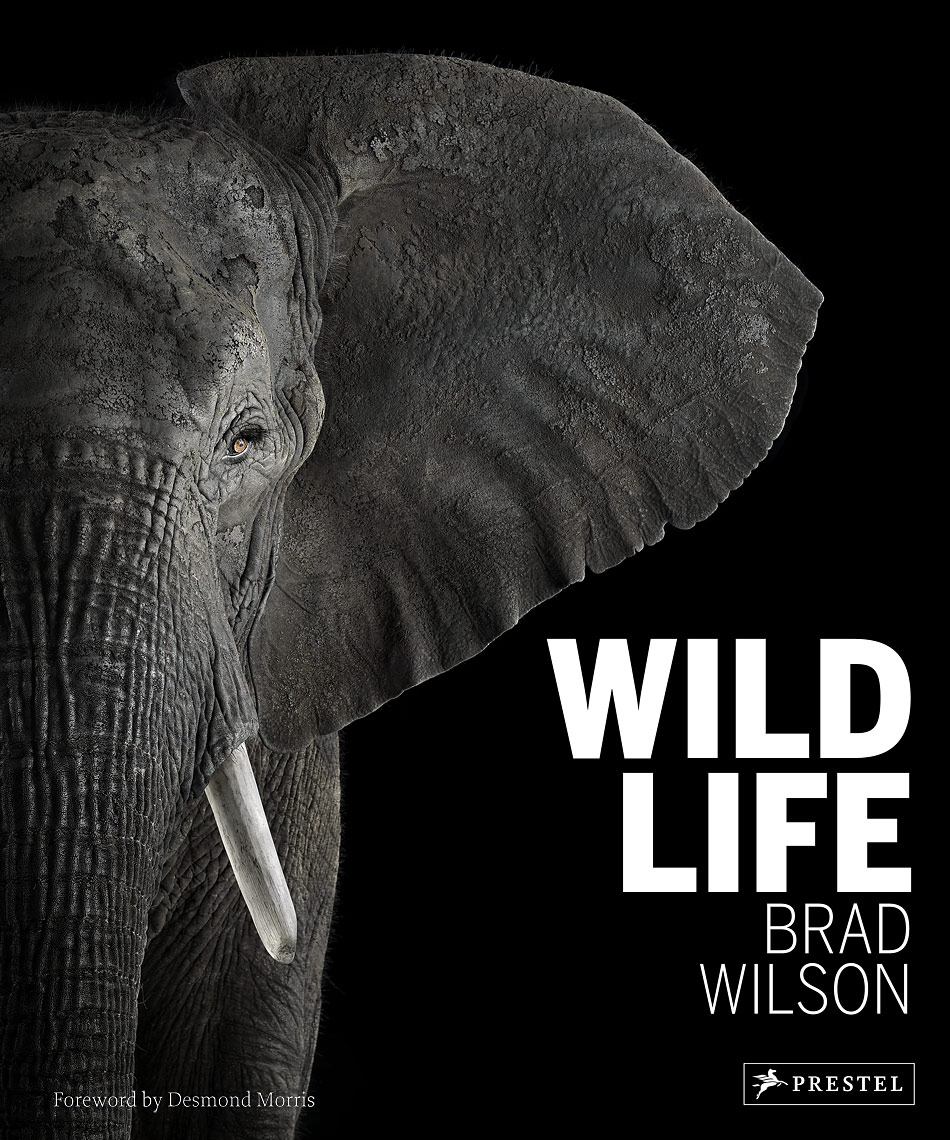 Wild Life by fine art animal photographer Brad Wilson