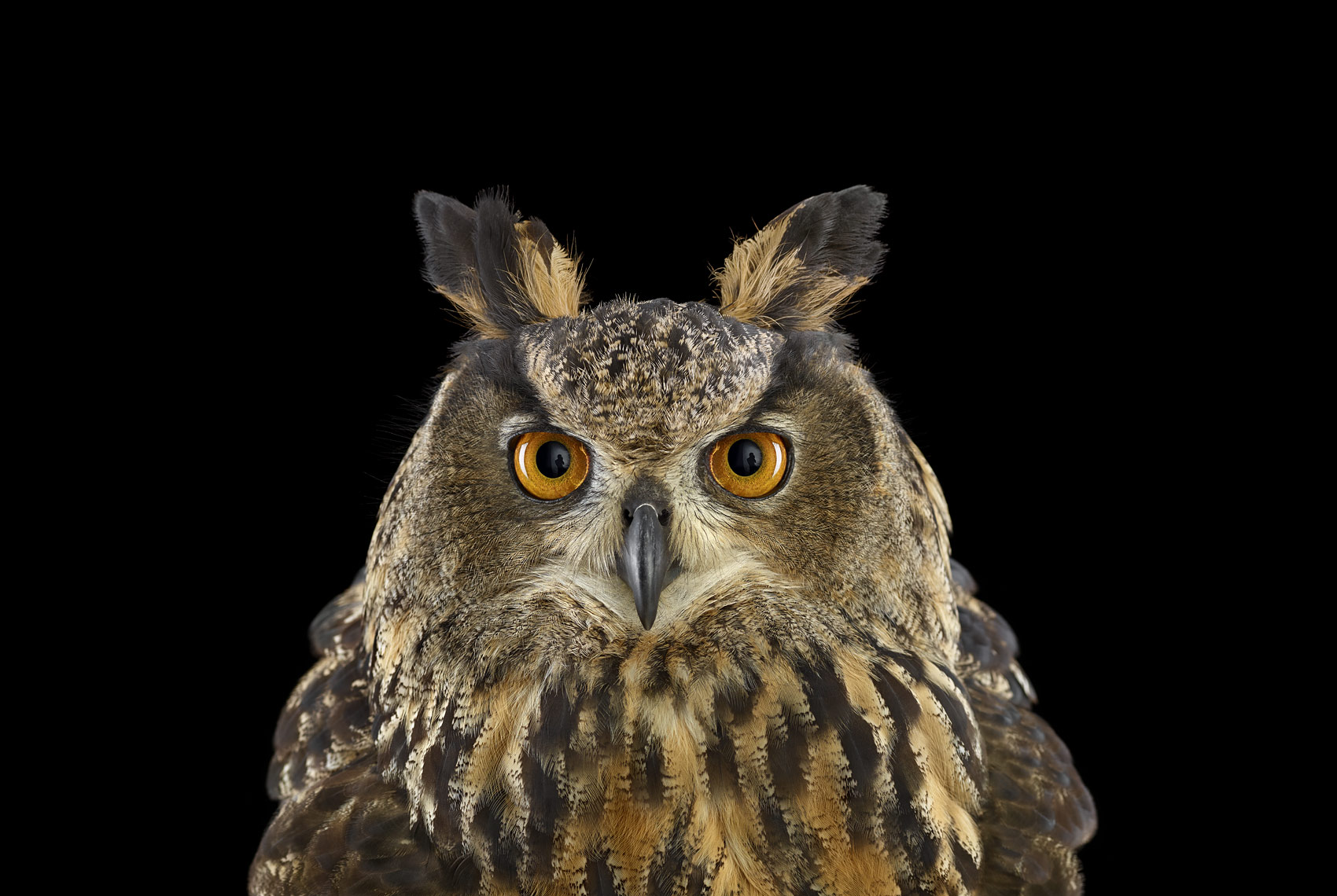 Eurasian eagle owl frontal portrait by fine art wildlife photographer Brad Wilson