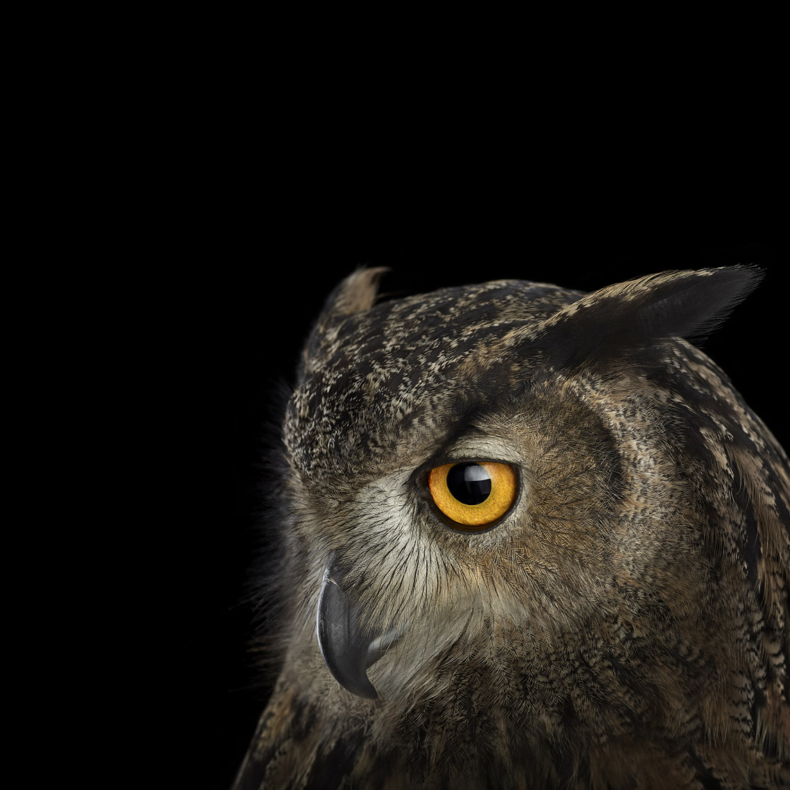 Eurasian eagle owl profile portrait by fine art animal photographer Brad Wilson