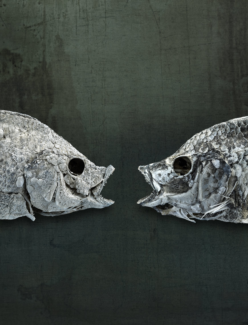 Salton Sea fish still life by fine art wildlife photographer Brad Wilson