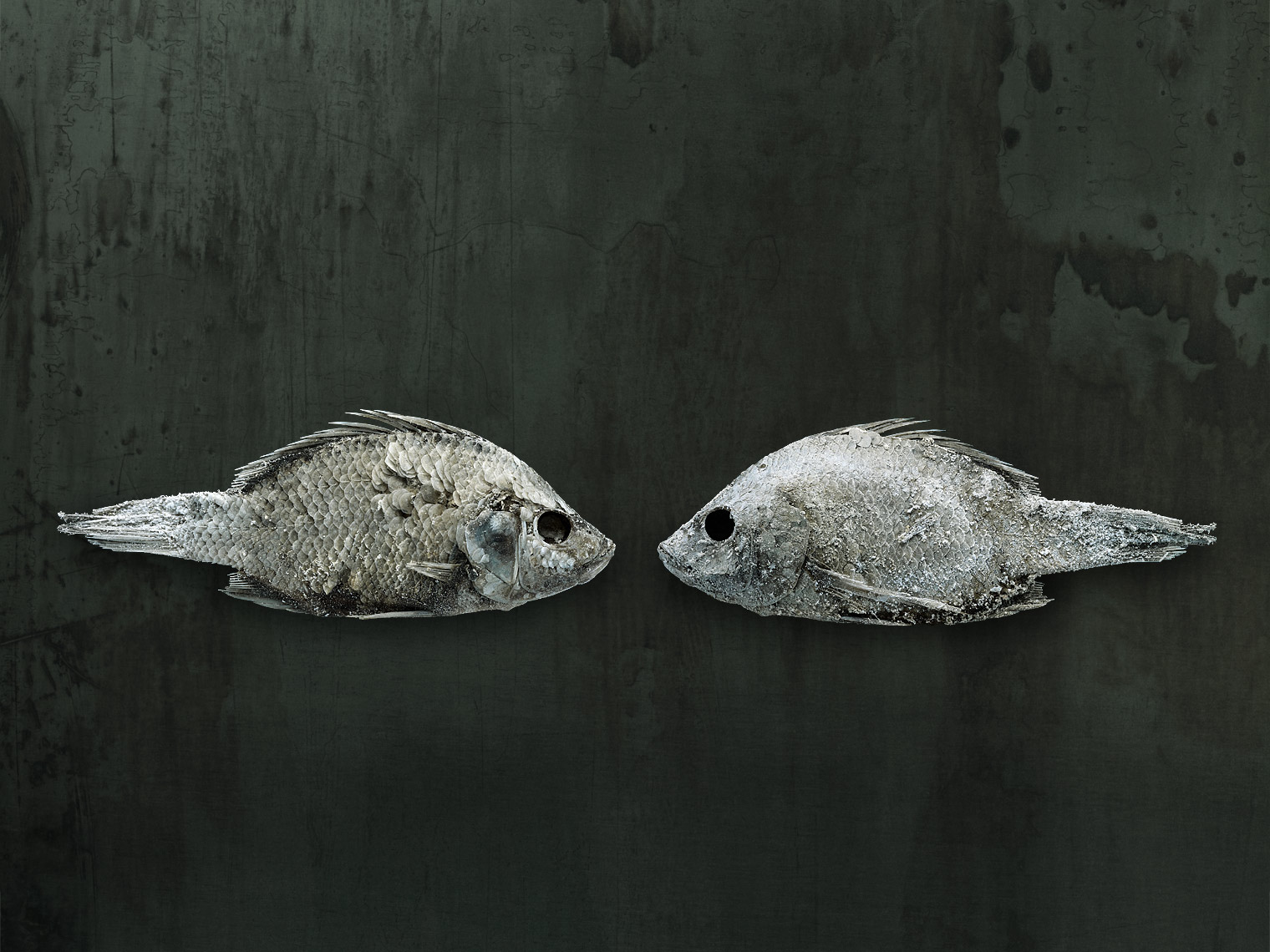 Salton Sea fish still life by wildlife photographer Brad Wilson