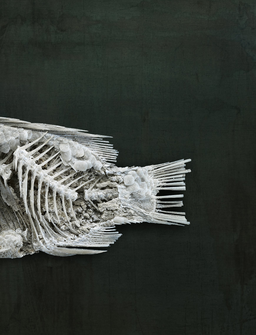 Salton Sea fish study by fine art animal photographer Brad Wilson
