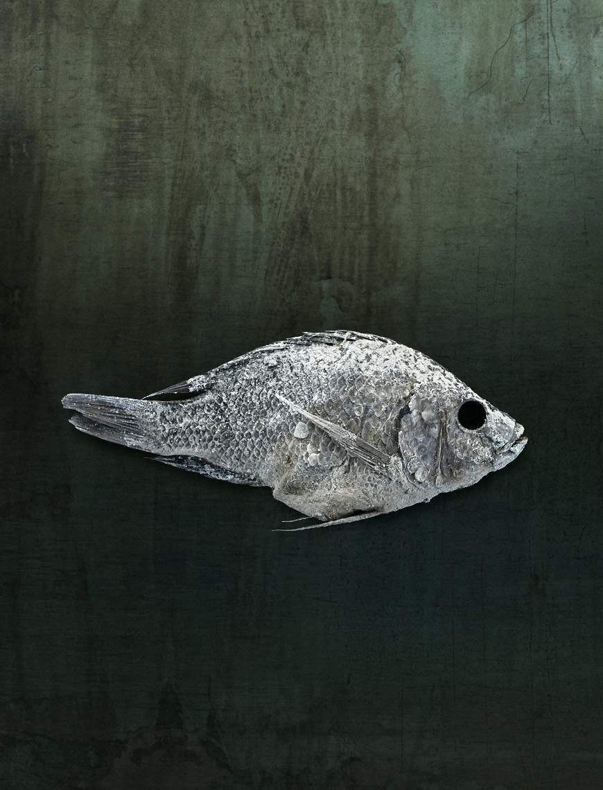 Still life image of Salton Sea fish