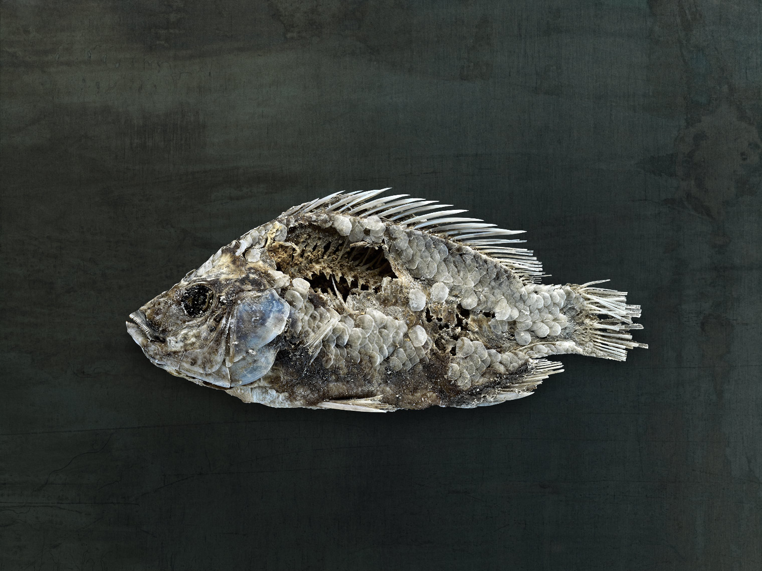 Study of Salton Sea fish by animal photographer Brad Wilson