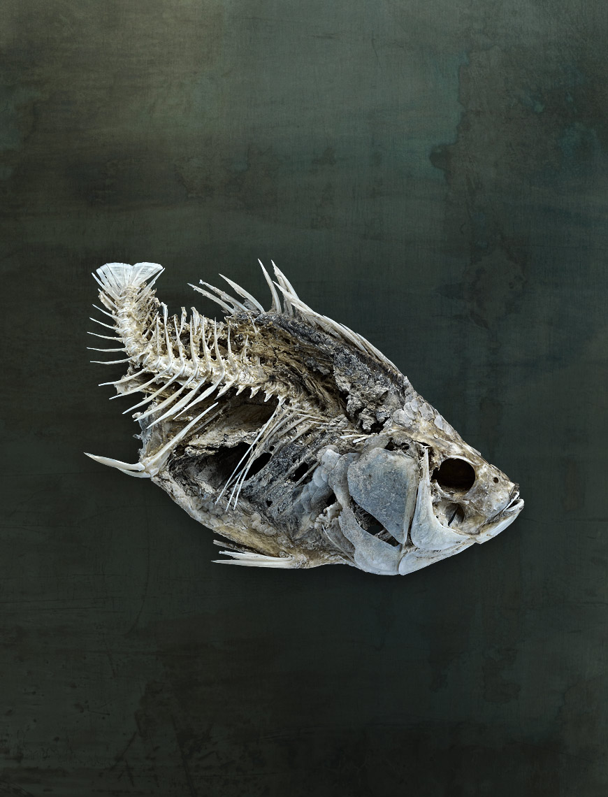 Salton Sea fish study by fine art wildlife photographer Brad Wilson