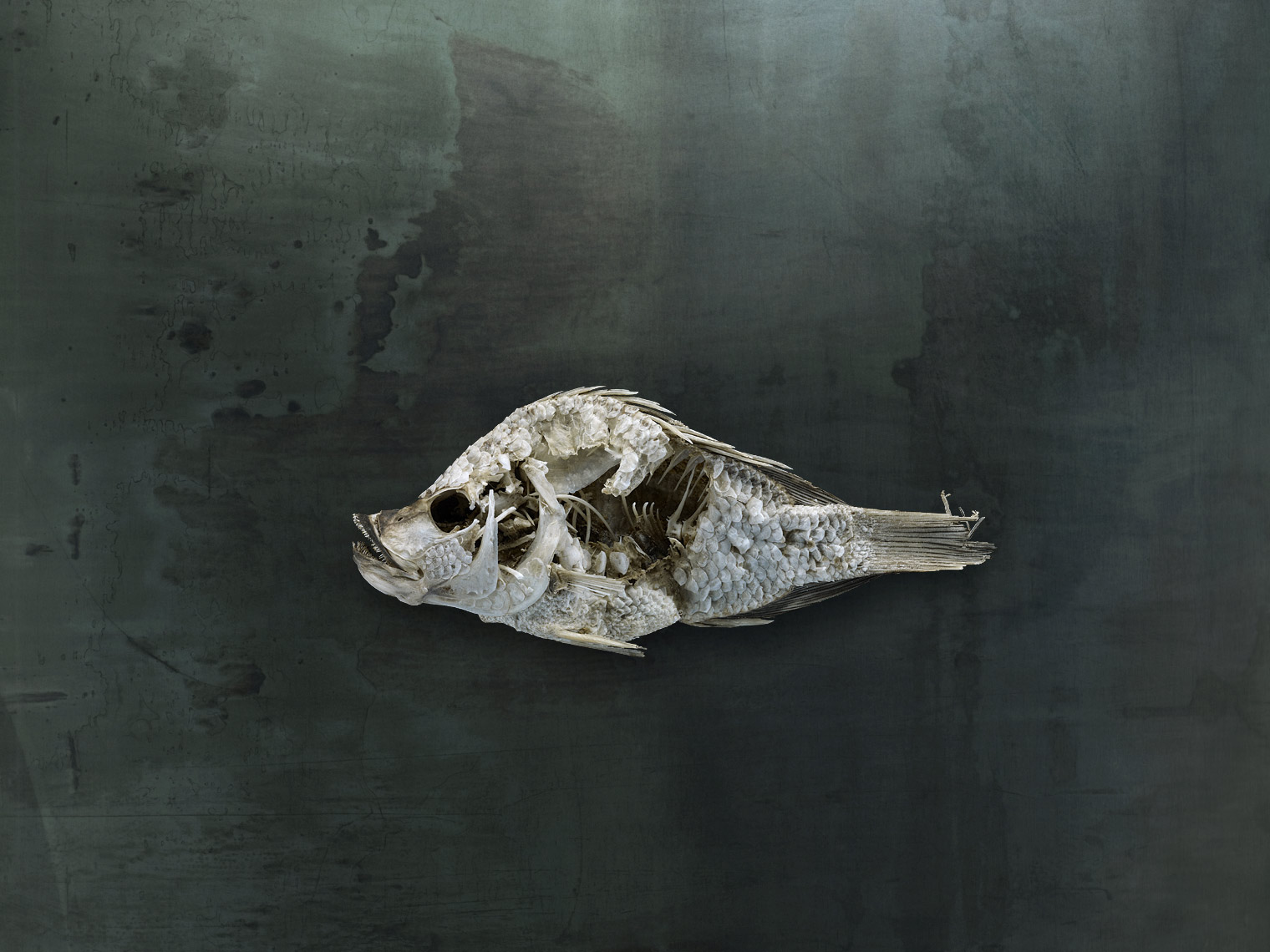 Salton Sea fish study by wildlife photographer Brad Wilson