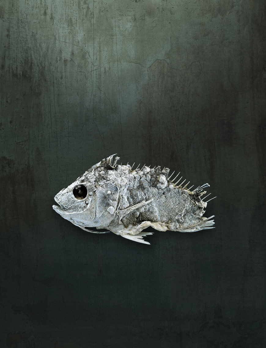 Salton Sea fish study by fine art animal photographer Brad Wilson