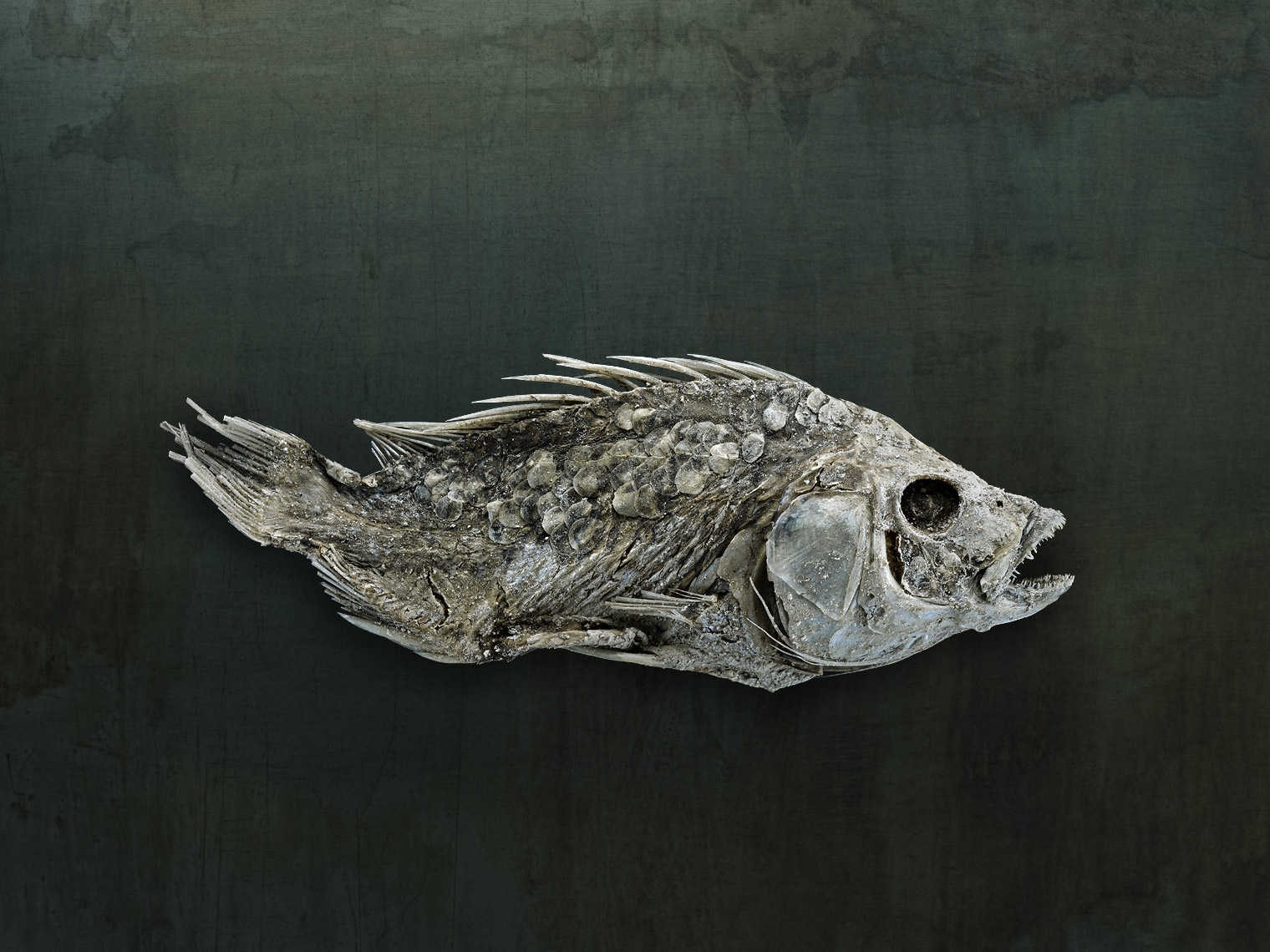 Salton Sea fish still life by fine art animal photographer Brad Wilson