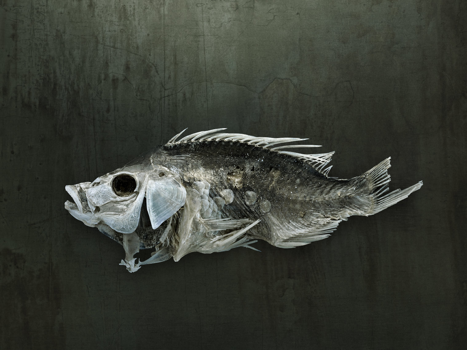 Salton Sea fish study by fine art wildlife photographer Brad Wilson