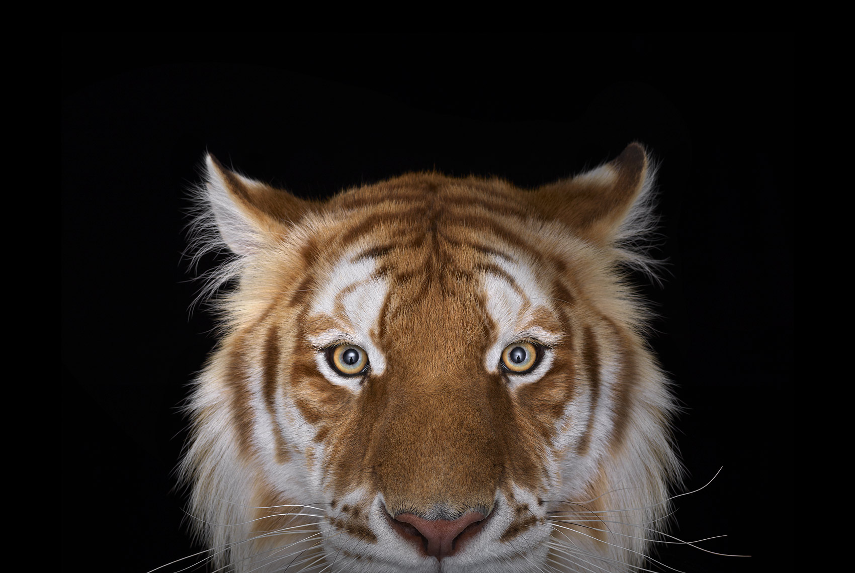Direct frontal portrait of a golden tiger by wildlife photographer Brad Wilson