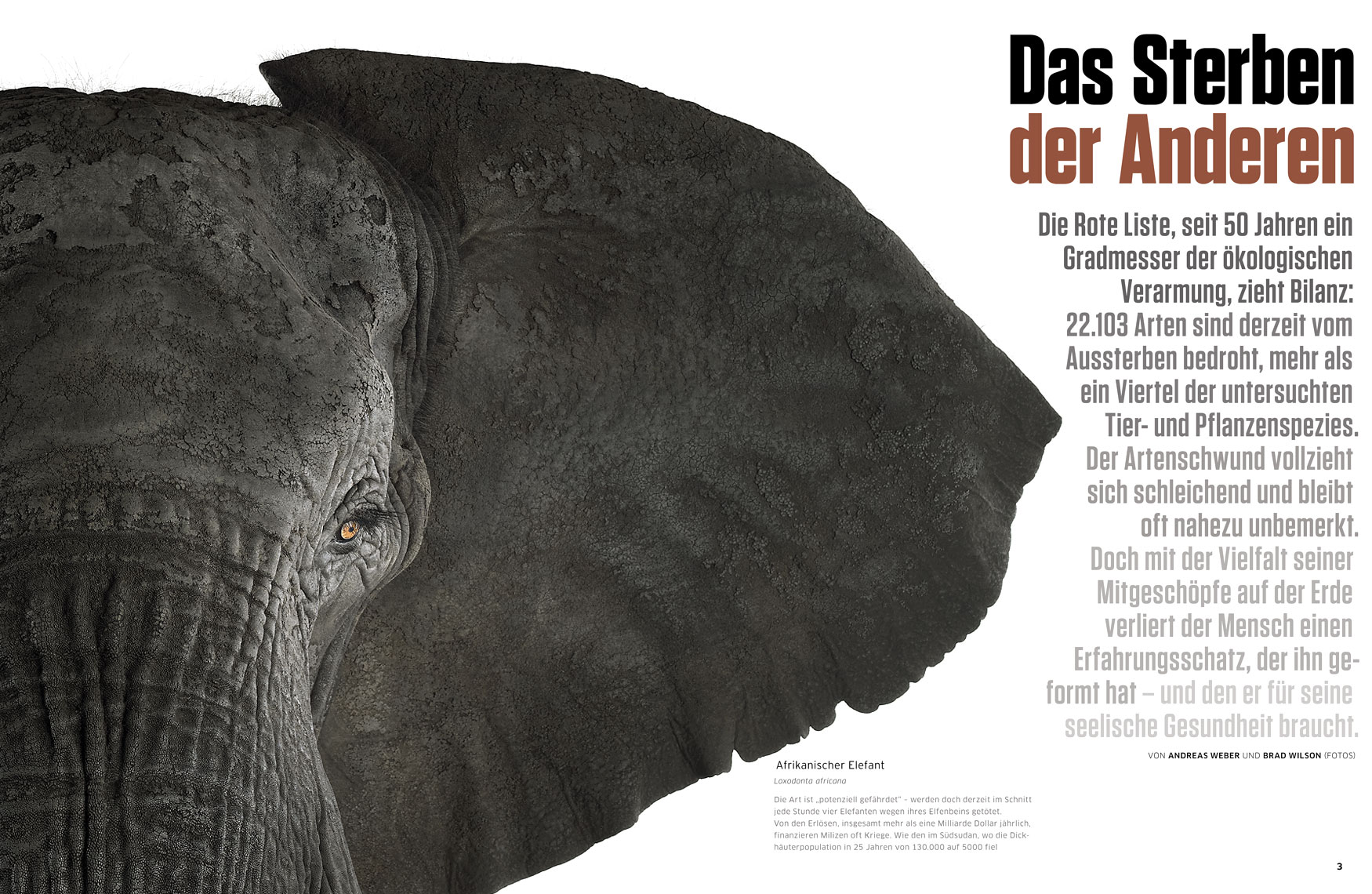 Greenpeace Magazine article about fine art wildlife photographer Brad Wilson