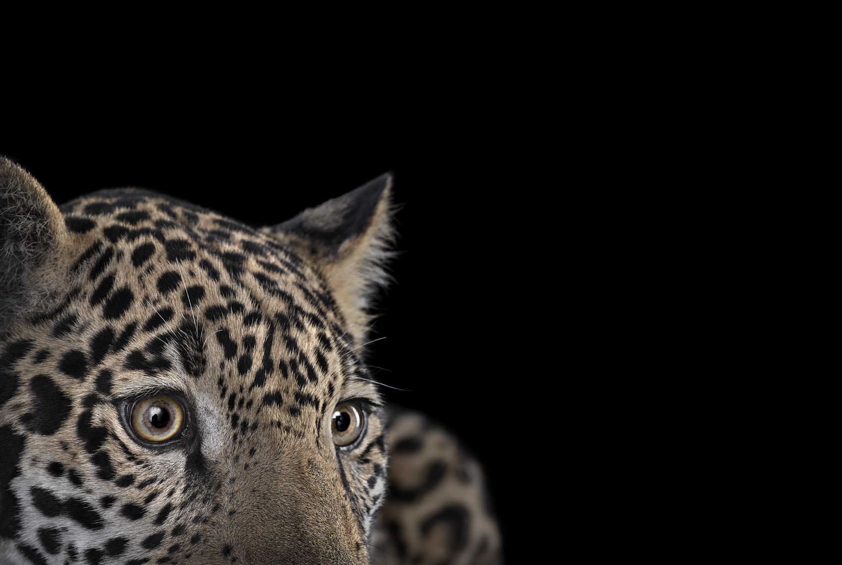 Young jaguar by fine art wildlife photographer Brad Wilson