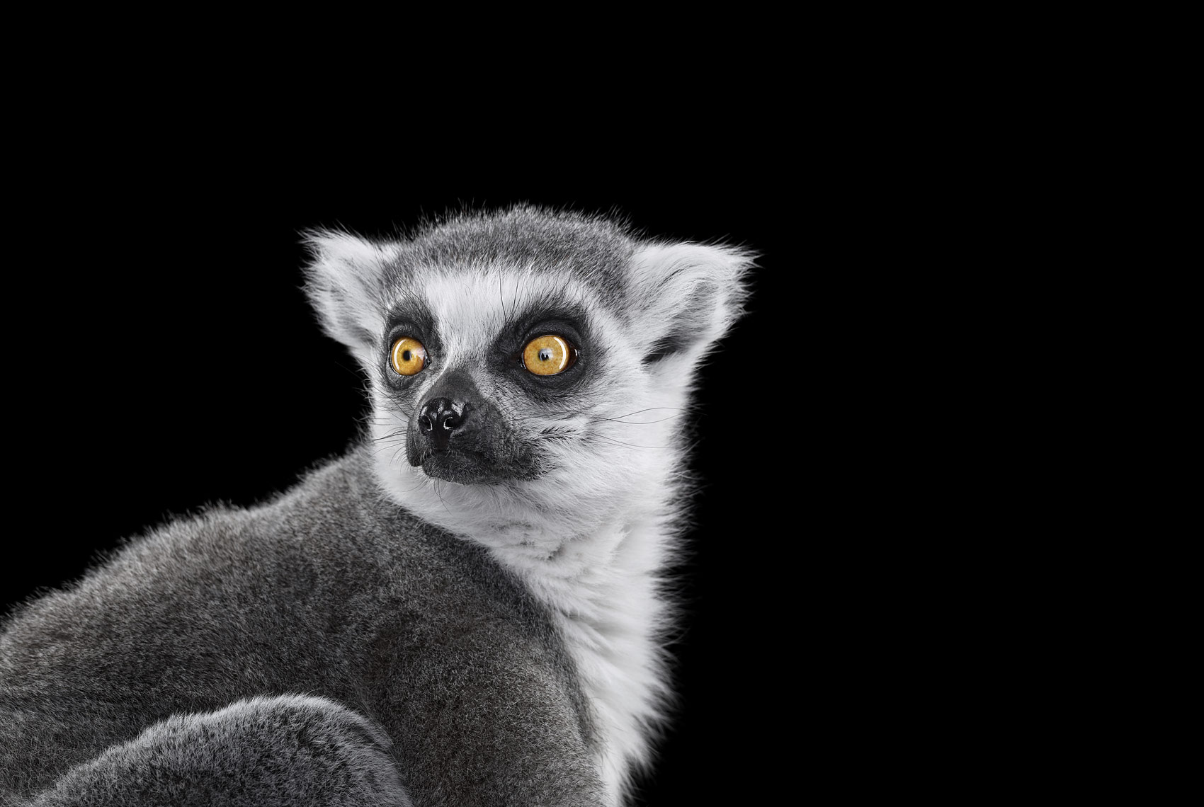 Ring-tailed lemur studio portrait by wildlife photographer Brad Wilson