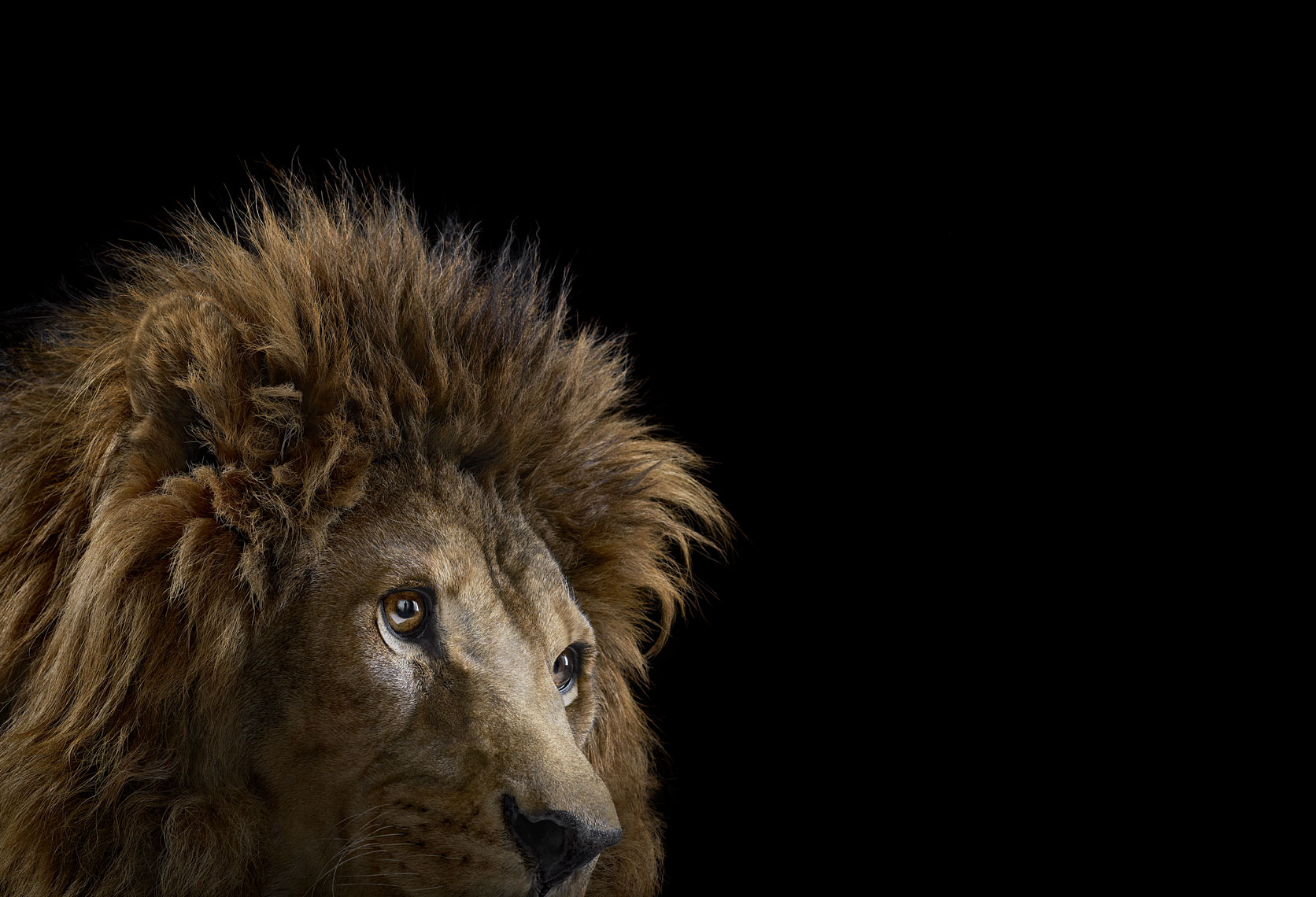 Lion studio portrait by wildlife photographer Brad Wilson