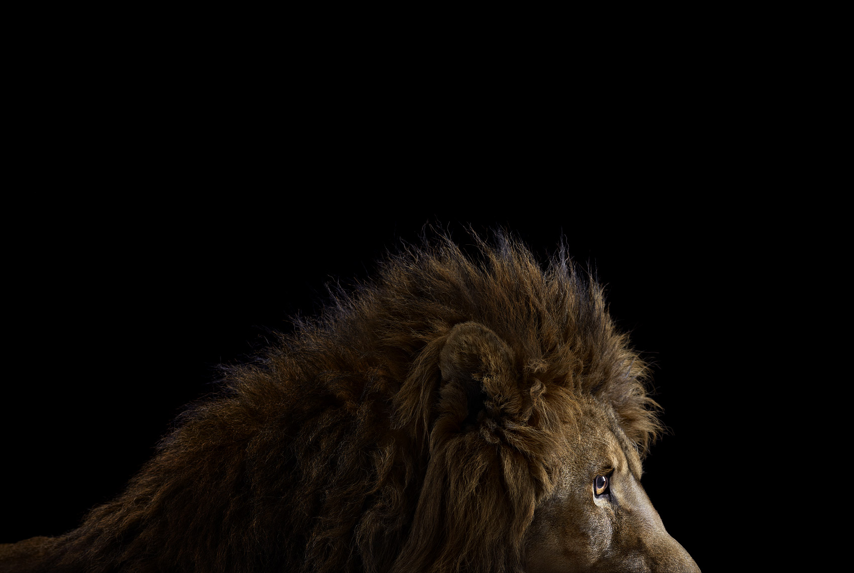 Lion studio profile portrait by animal photographer Brad Wilson