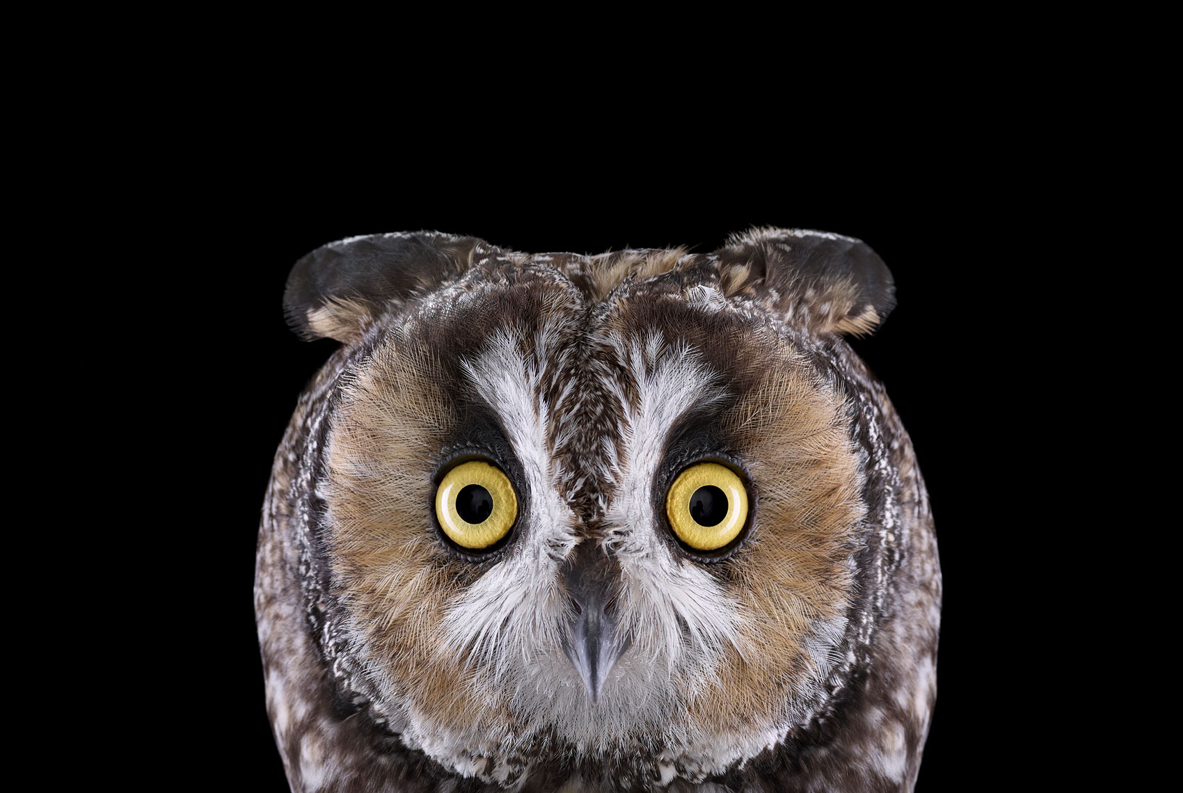 Long eared owl frontal portrait by fine art wildlife photographer Brad Wilson