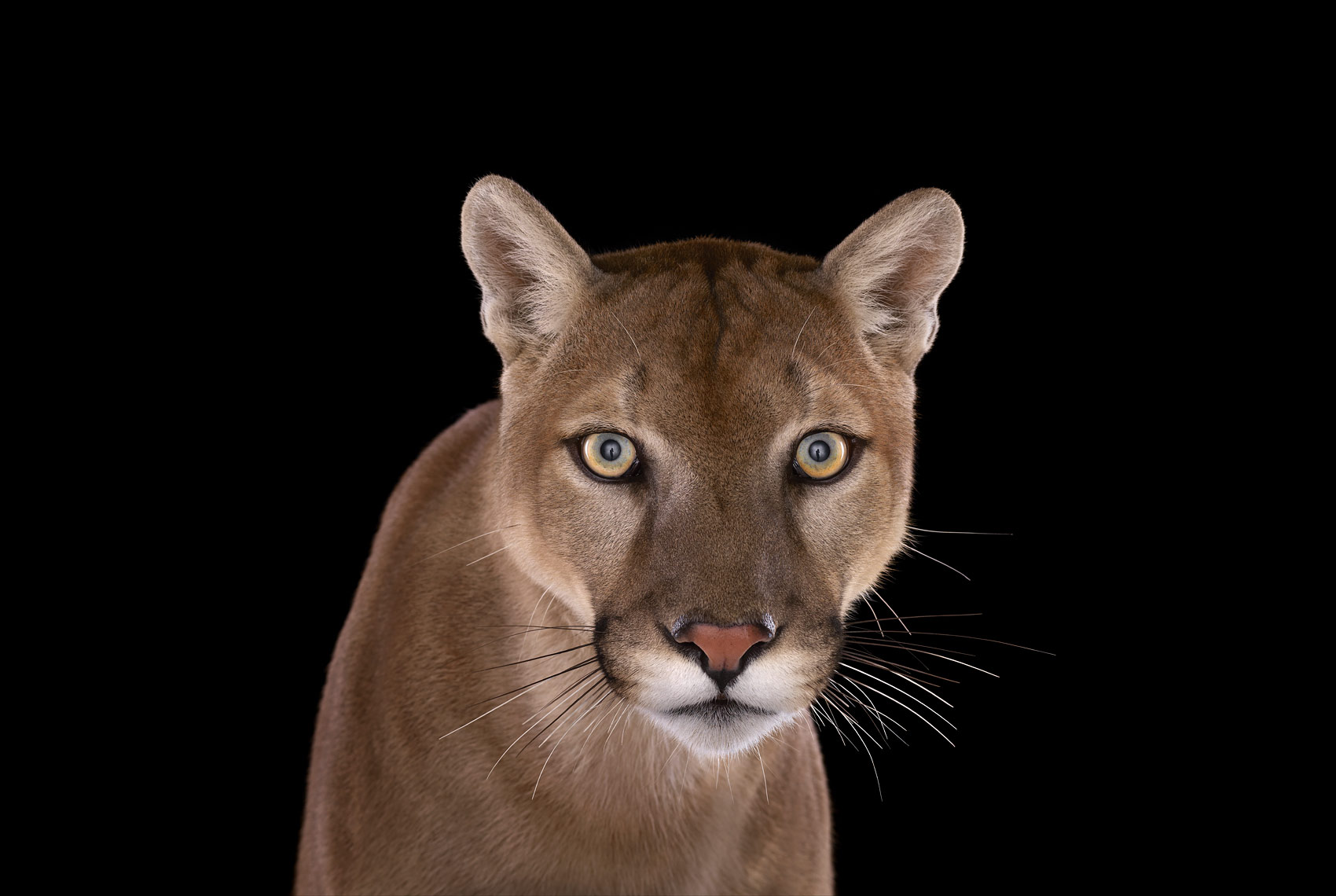 Mountain lion studio frontal portrait by wildlife photographer Brad Wilson