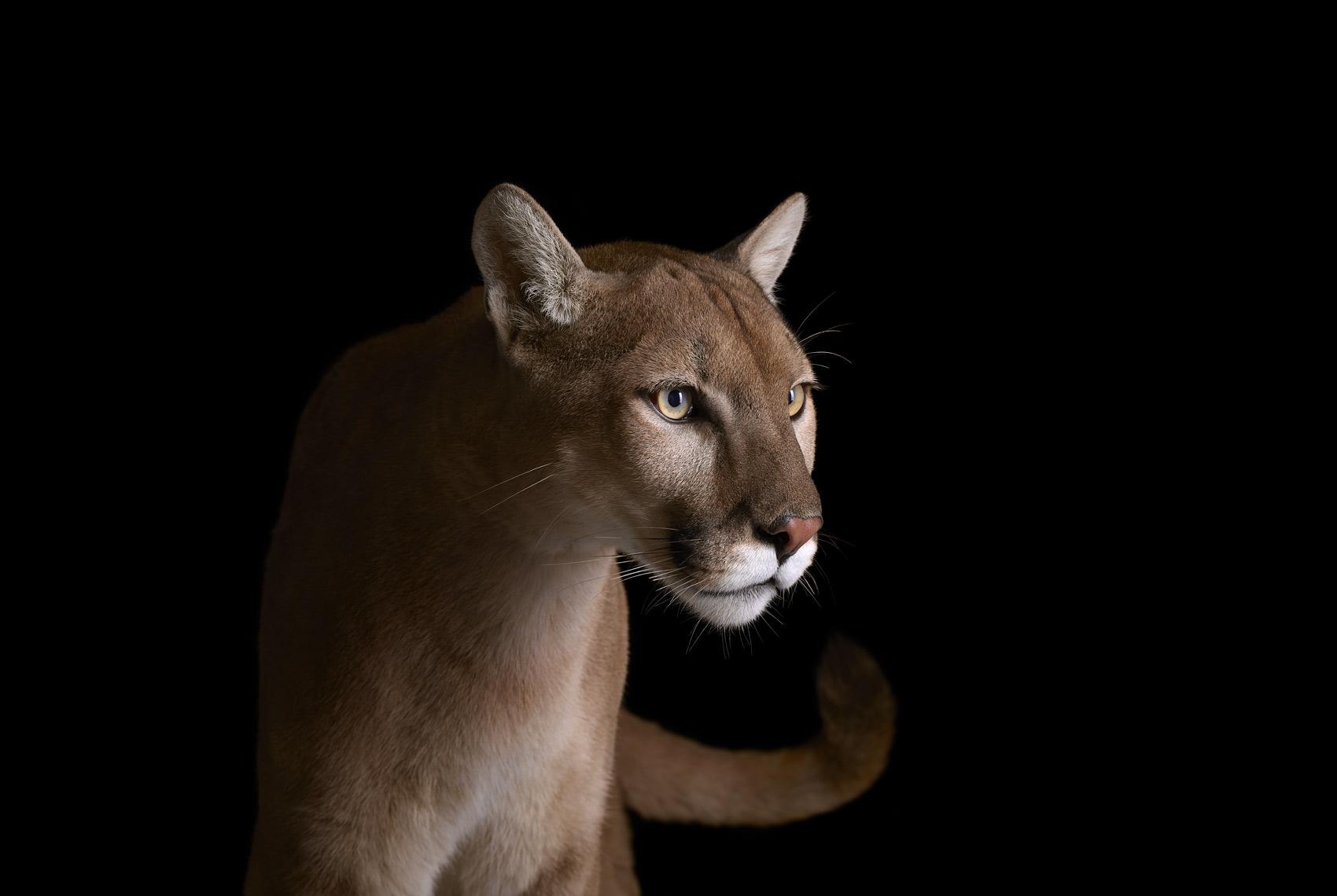 Cougar studio  portrait by animal photographer Brad Wilson