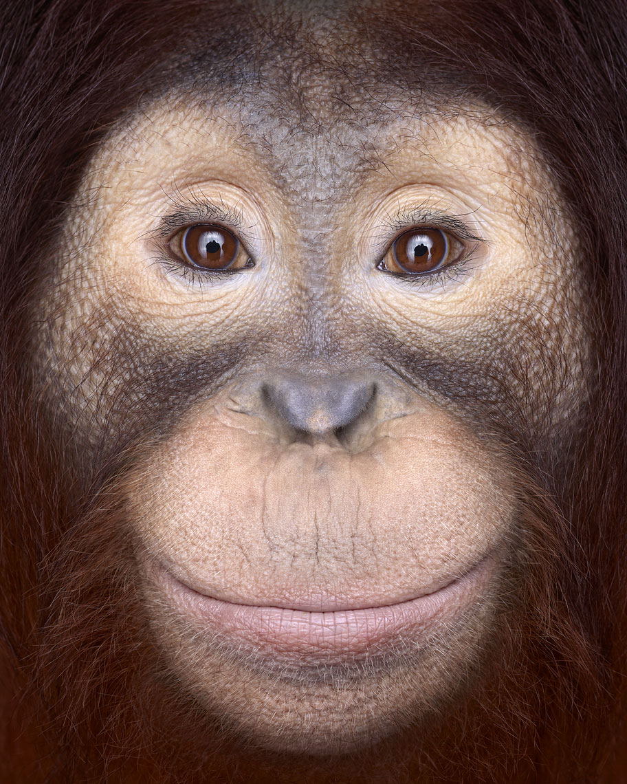 Orangutan frontal portrait by wildlife photographer Brad Wilson