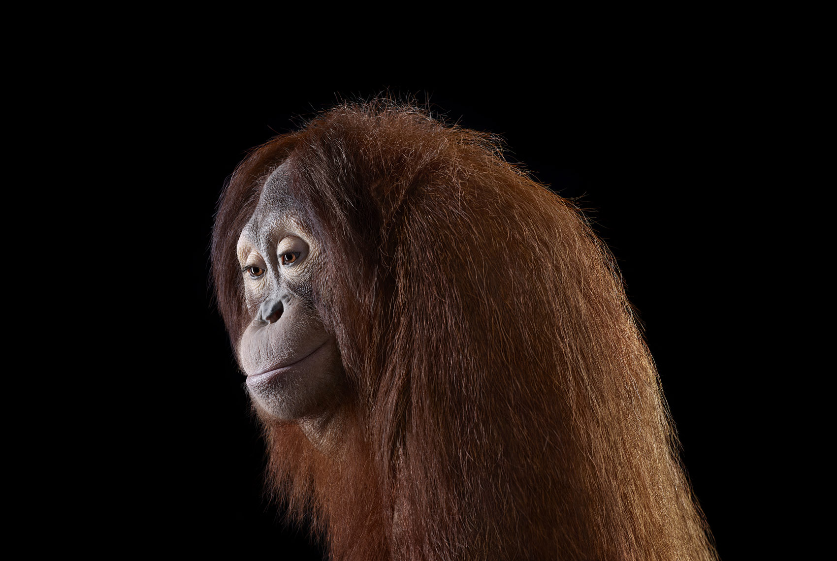 Orangutan pensive studio portrait by wildlife photographer Brad Wilson