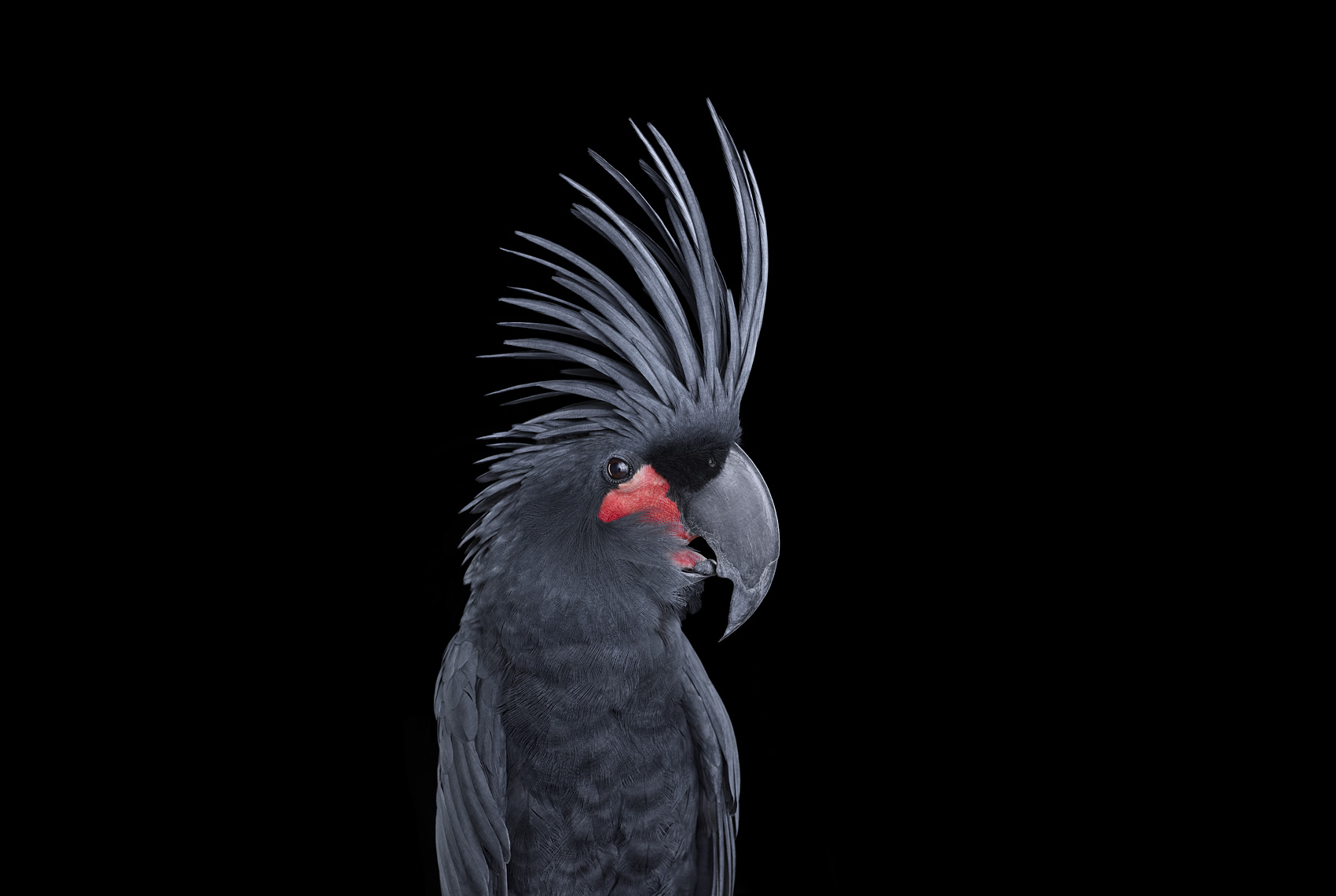 Palm cockatoo studio portrait by fine art wildlife photographer Brad Wilson