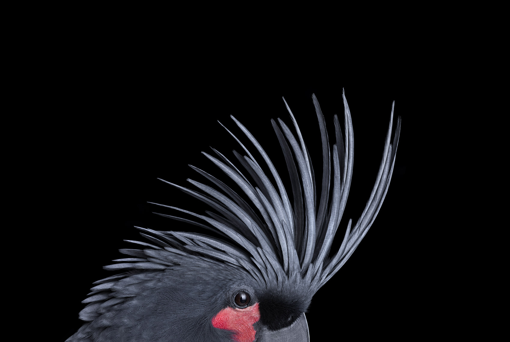 Palm cockatoo profile portrait by fine art animal photographer Brad Wilson