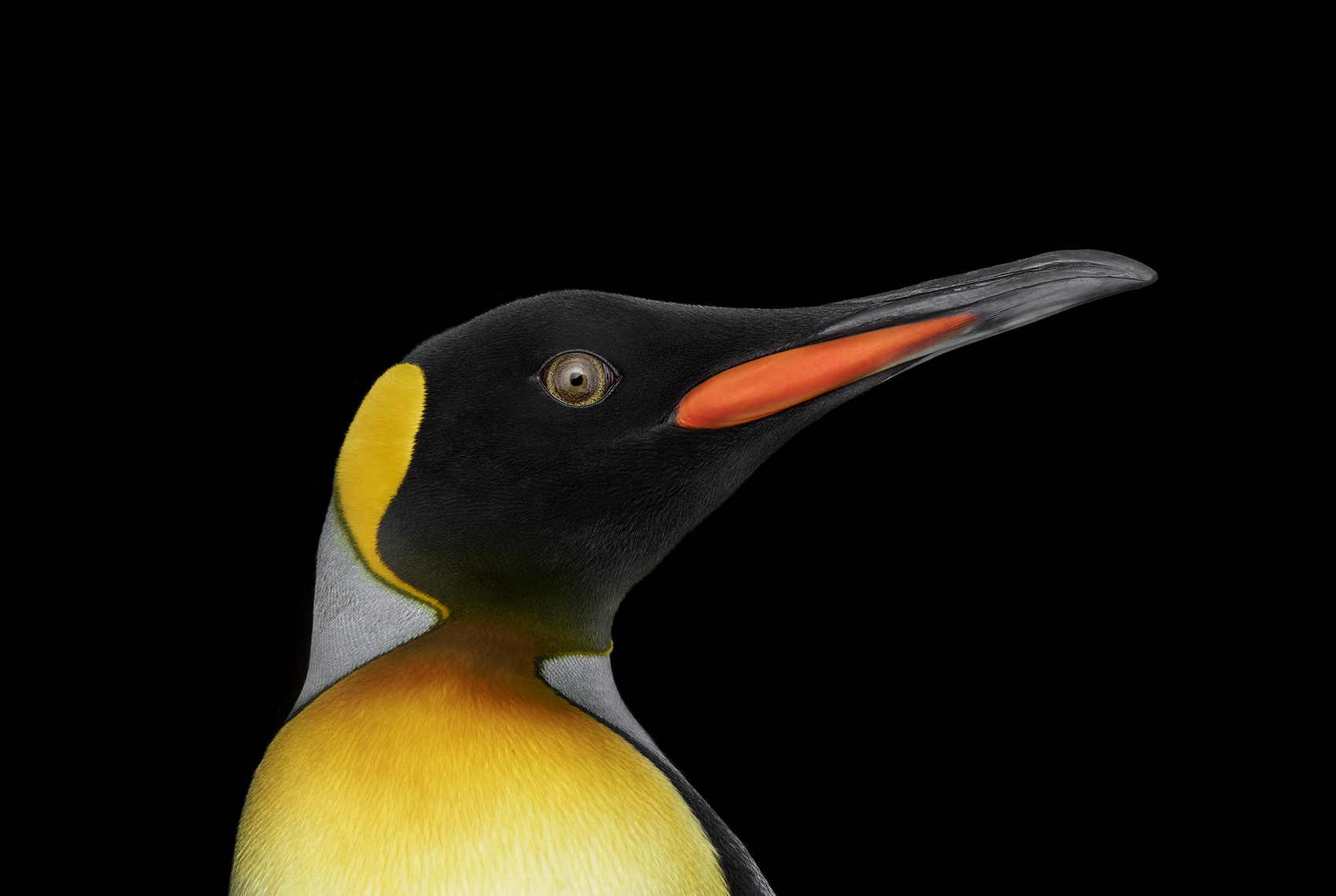 King penguin studio portrait by fine art wildlife photographer Brad Wilson