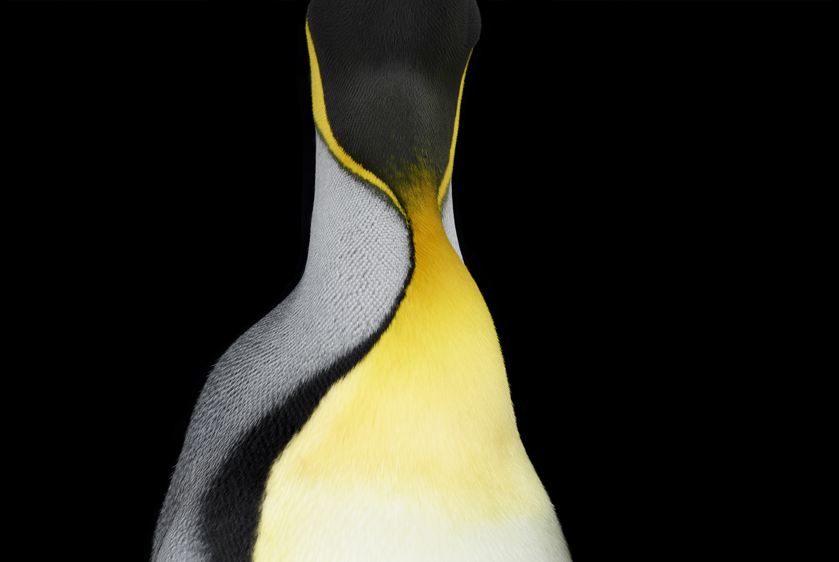 King penguin abstract portrait by fine art animal photographer Brad Wilson